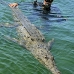 crocodile_american_jar_v_0373_cub1068_rv.jpg